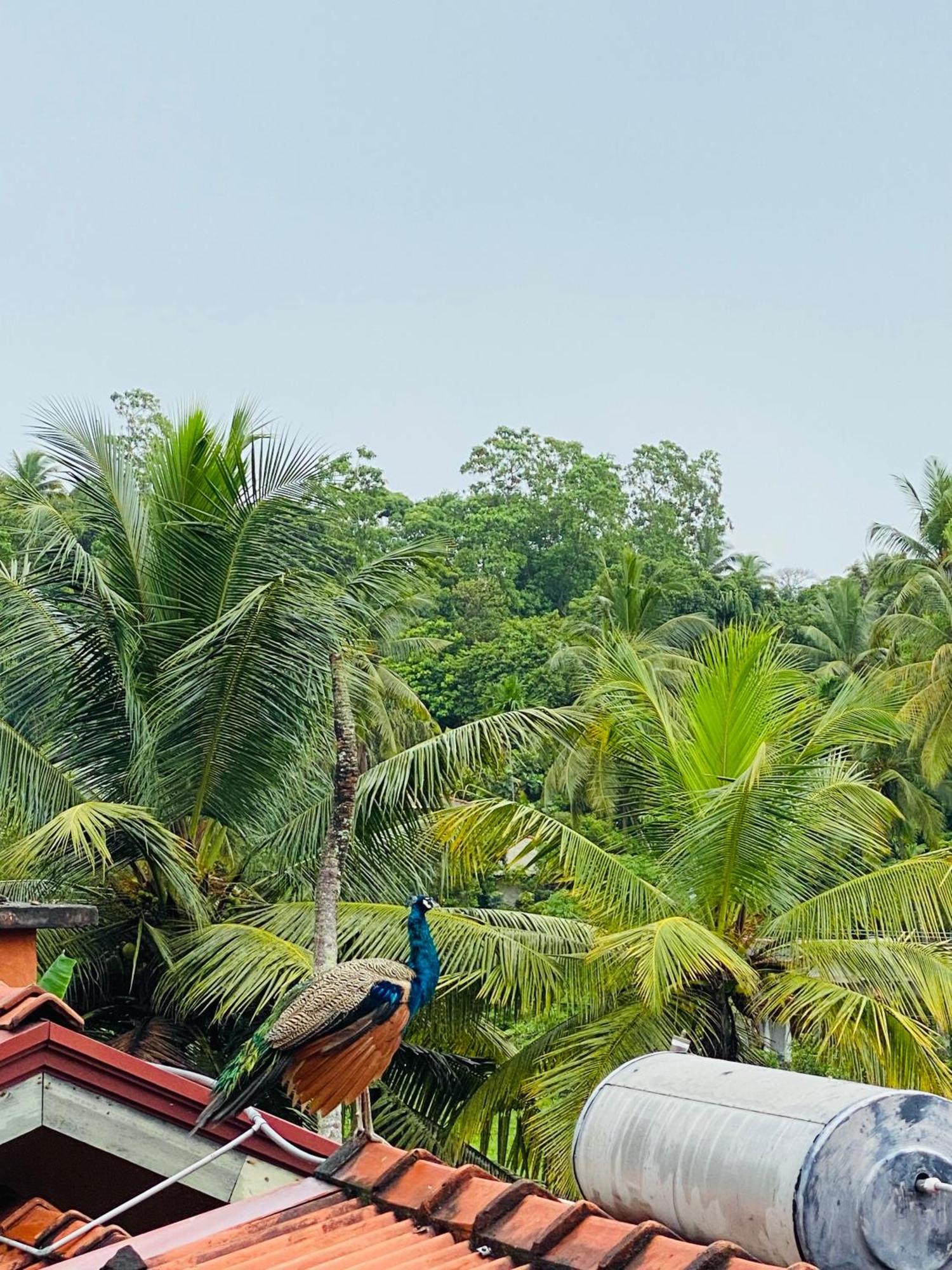 Royal Ace Unawatuna Buitenkant foto